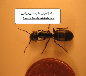 شركة رش حشرات في ابوظبي