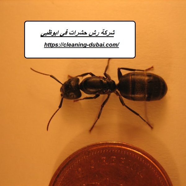 شركة رش حشرات في ابوظبي