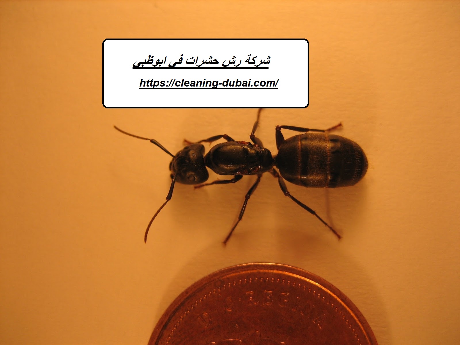 شركة رش حشرات في ابوظبي