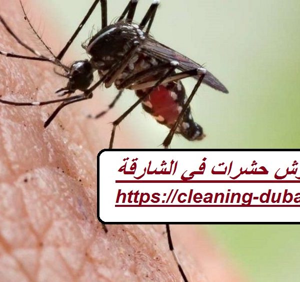 شركة رش حشرات في الشارقة