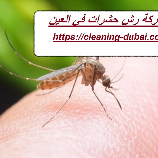 شركة رش حشرات في العين