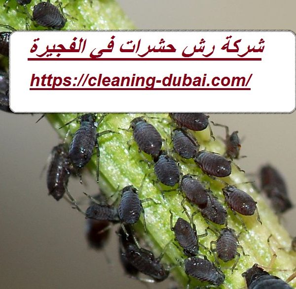 شركة رش حشرات في الفجيرة