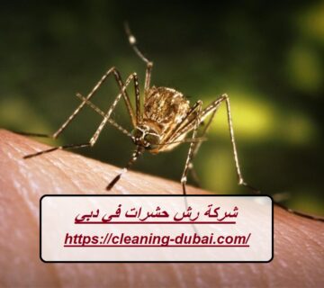 شركة رش حشرات في دبي