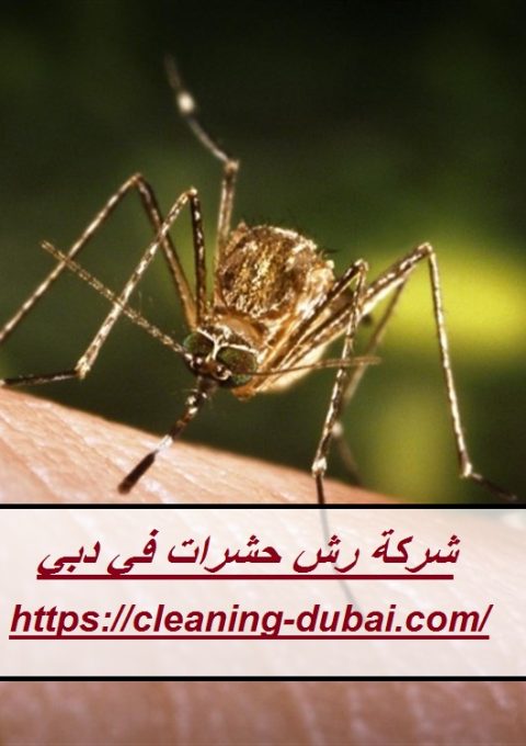 شركة رش حشرات في دبي شركة رش حشرات في دبي