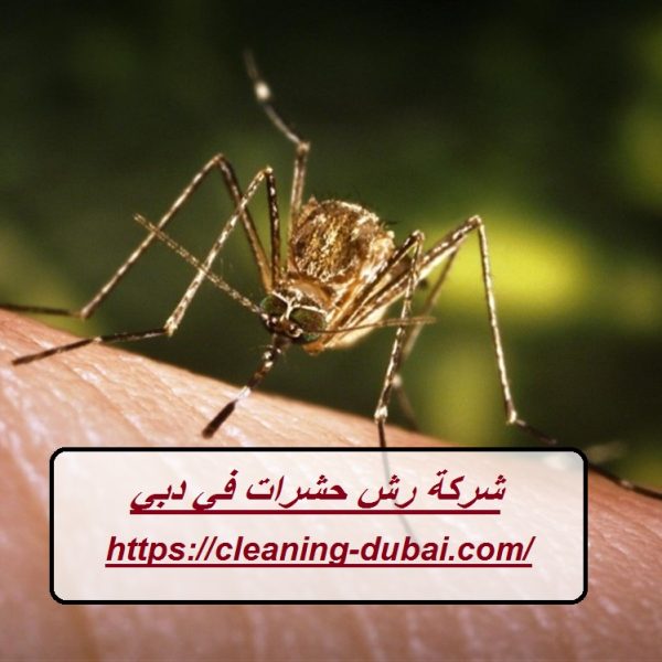 شركة رش حشرات في دبي