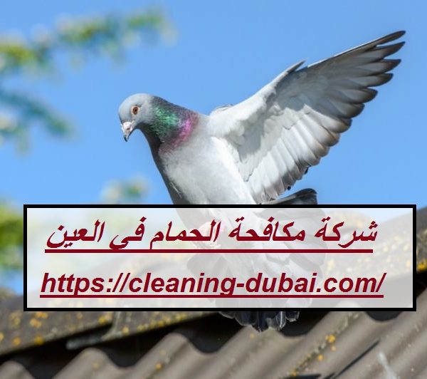 شركة مكافحة الحمام في العين