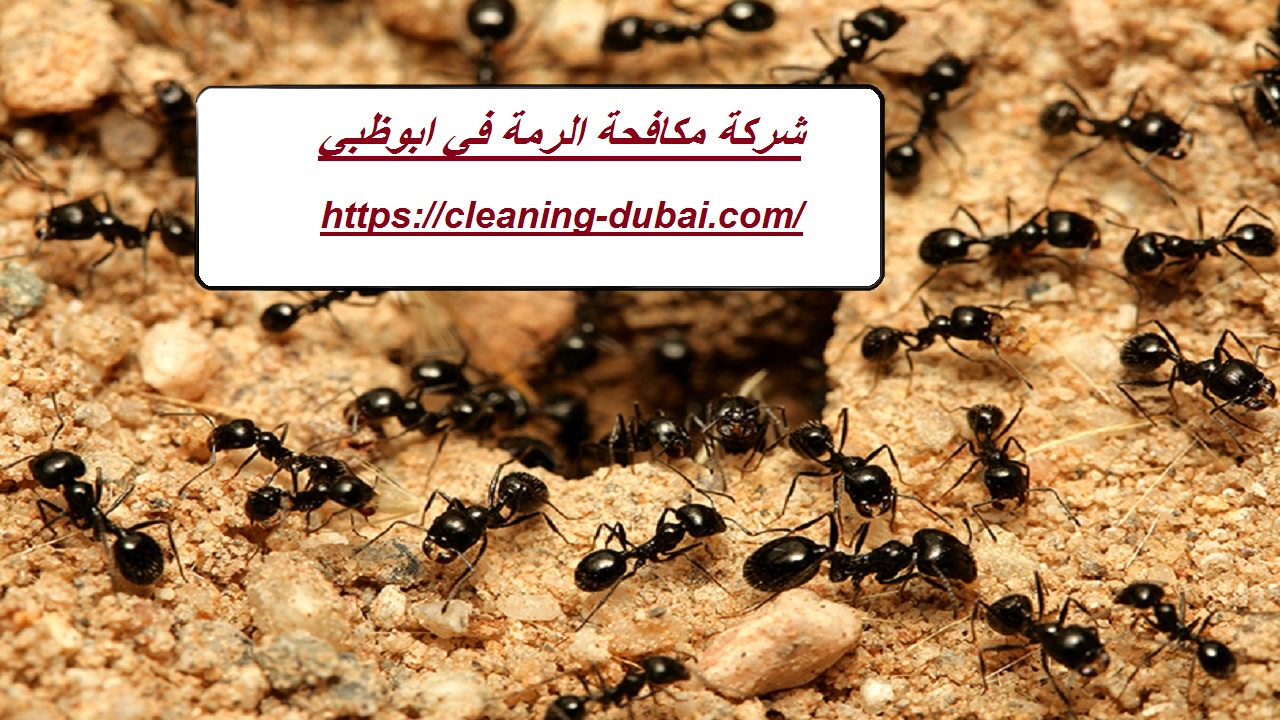 شركة مكافحة الرمة في ابوظبي