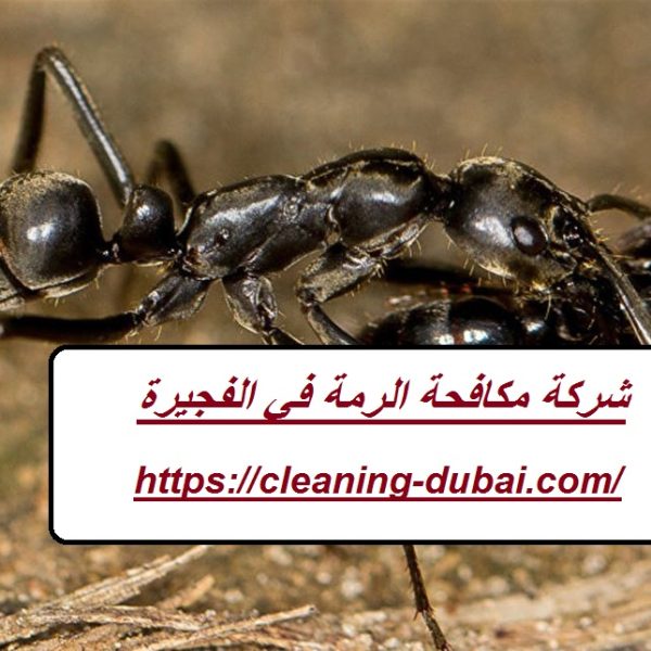 شركة مكافحة الرمة في الفجيرة
