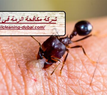 شركة مكافحة الرمة في ام القيوين