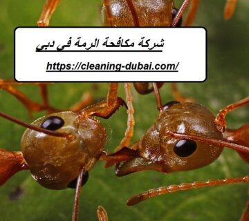 شركة مكافحة الرمة في دبي
