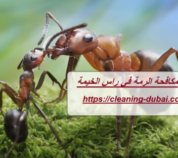 شركة مكافحة الرمة في راس الخيمة