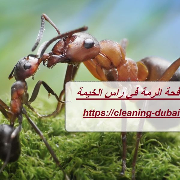 شركة مكافحة الرمة في راس الخيمة