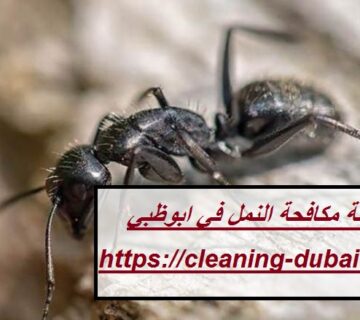شركة مكافحة النمل في ابوظبي