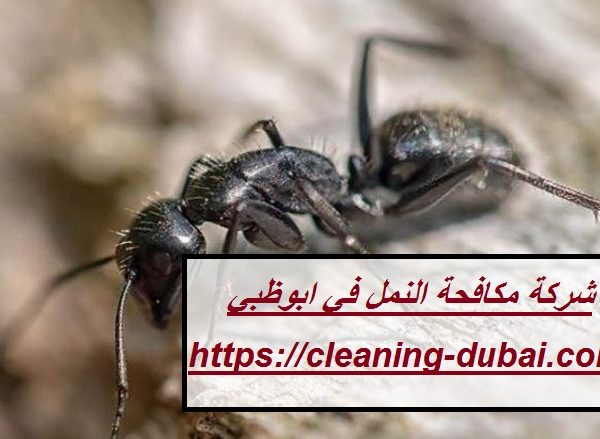 شركة مكافحة النمل في ابوظبي