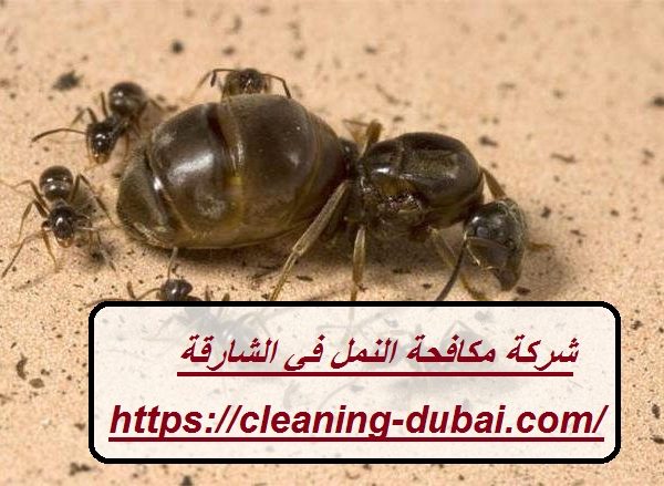 شركة مكافحة النمل في الشارقة