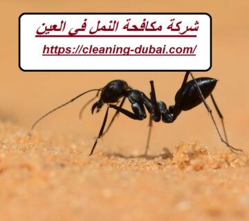 شركة مكافحة النمل في العين