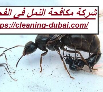 شركة مكافحة النمل في الفجيرة