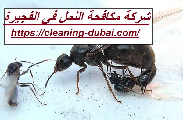 شركة مكافحة النمل في الفجيرة