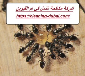 شركة مكافحة النمل في ام القيوين