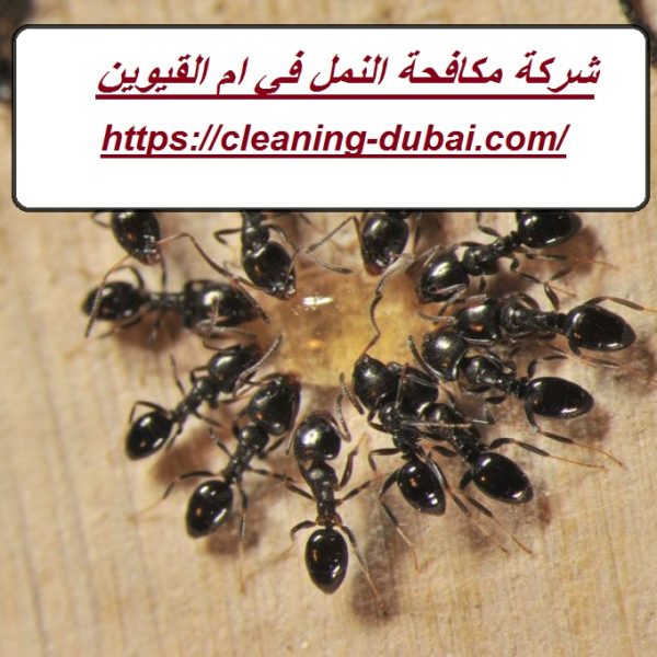 شركة مكافحة النمل في ام القيوين