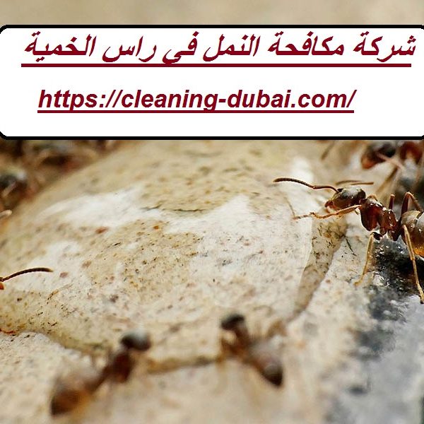 شركة مكافحة النمل في راس الخمية
