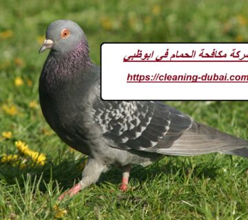 شركة مكافحة الحمام في ابوظبي