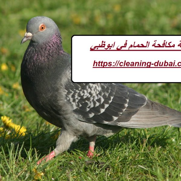 شركة مكافحة الحمام في ابوظبي