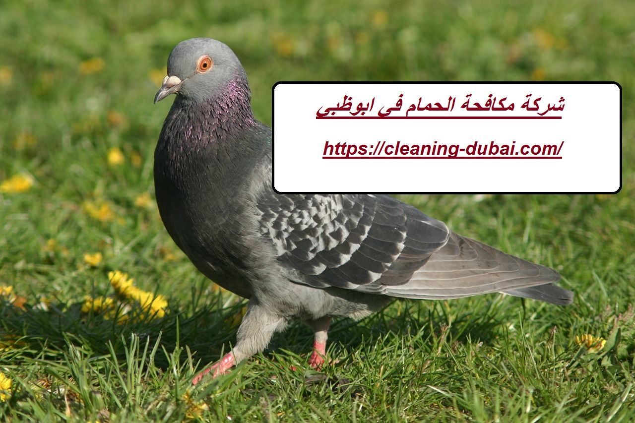 شركة مكافحة الحمام في ابوظبي