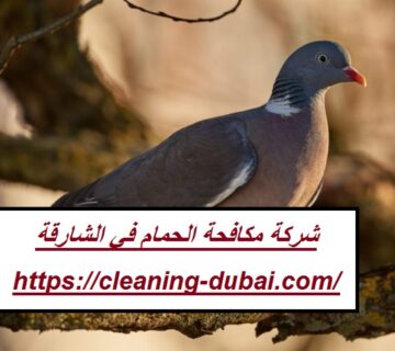 شركة مكافحة الحمام في الشارقة
