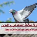 شركة مكافحة الحمام في ام القيوين