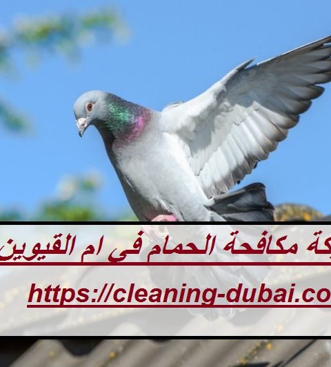 شركة مكافحة الحمام في ام القيوين شركة مكافحة الحمام في ام القيوين