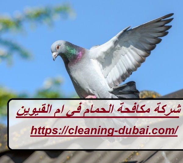 شركة مكافحة الحمام في ام القيوين