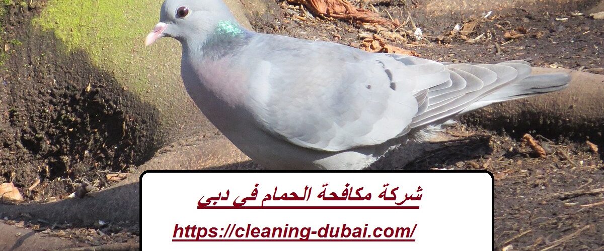 شركة مكافحة الحمام في دبي