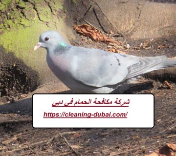 شركة مكافحة الحمام في دبي