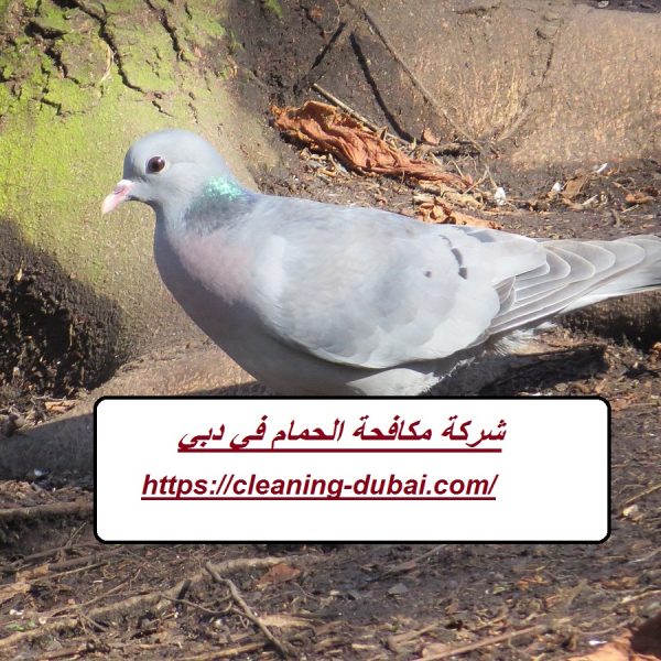 شركة مكافحة الحمام في دبي