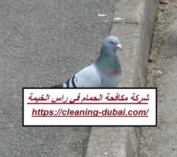 شركة مكافحة الحمام في راس الخيمة
