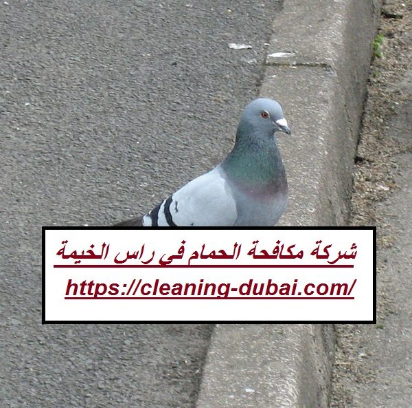 شركة مكافحة الحمام في راس الخيمة