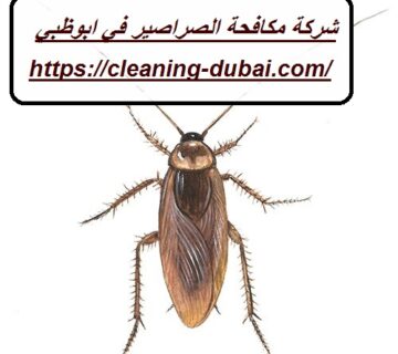 شركة مكافحة الصراصير في ابوظبي