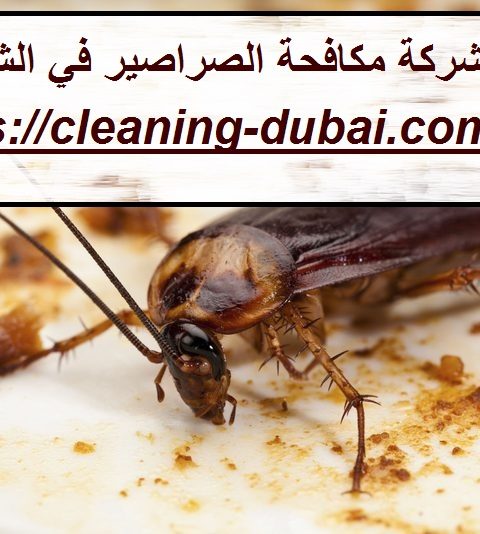 شركة مكافحة الصراصير في الشارقة شركة مكافحة الصراصير في الشارقة