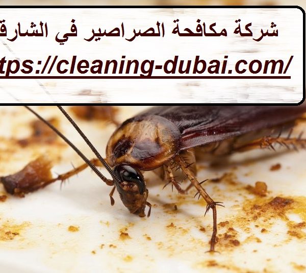 شركة مكافحة الصراصير في الشارقة