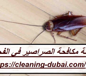 شركة مكافحة الصراصير في الفجيرة