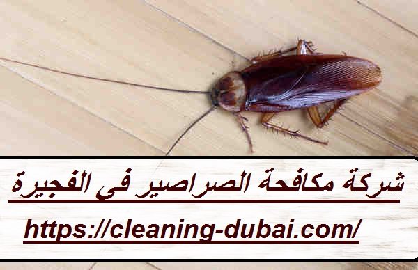 شركة مكافحة الصراصير في الفجيرة