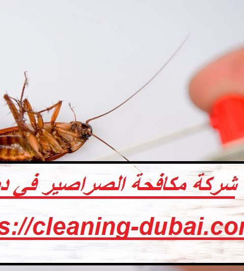 شركة مكافحة الصراصير في دبي شركة مكافحة الصراصير في دبي