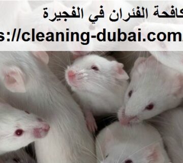 شركة مكافحة الفئران في الفجيرة