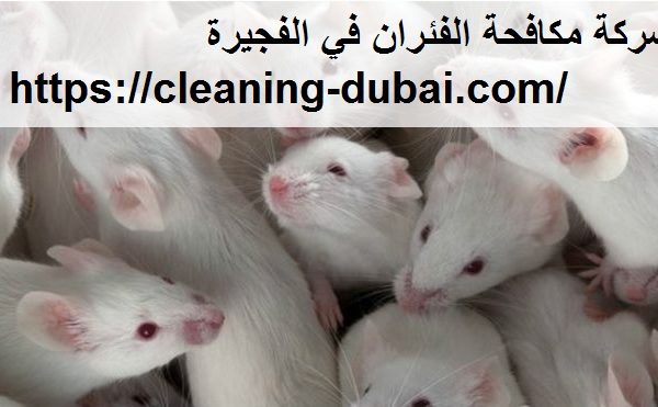 شركة مكافحة الفئران في الفجيرة