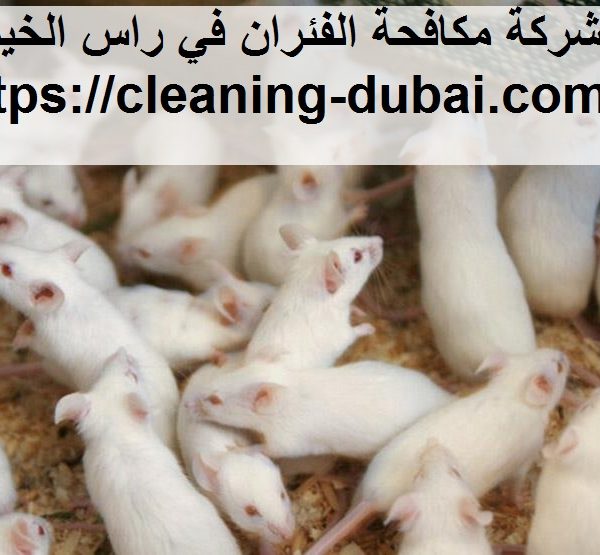 شركة مكافحة الفئران في راس الخيمة