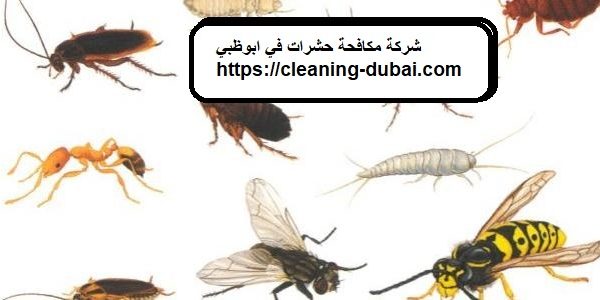 شركة مكافحة حشرات في ابوظبي