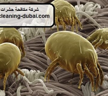 شركة مكافحة حشرات في الشارقة