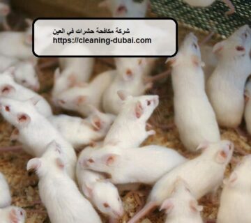 شركة مكافحة حشرات في العين