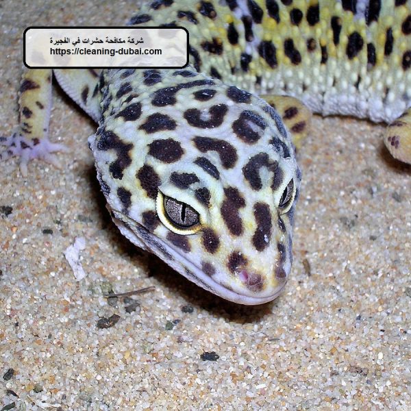 شركة مكافحة حشرات في الفجيرة